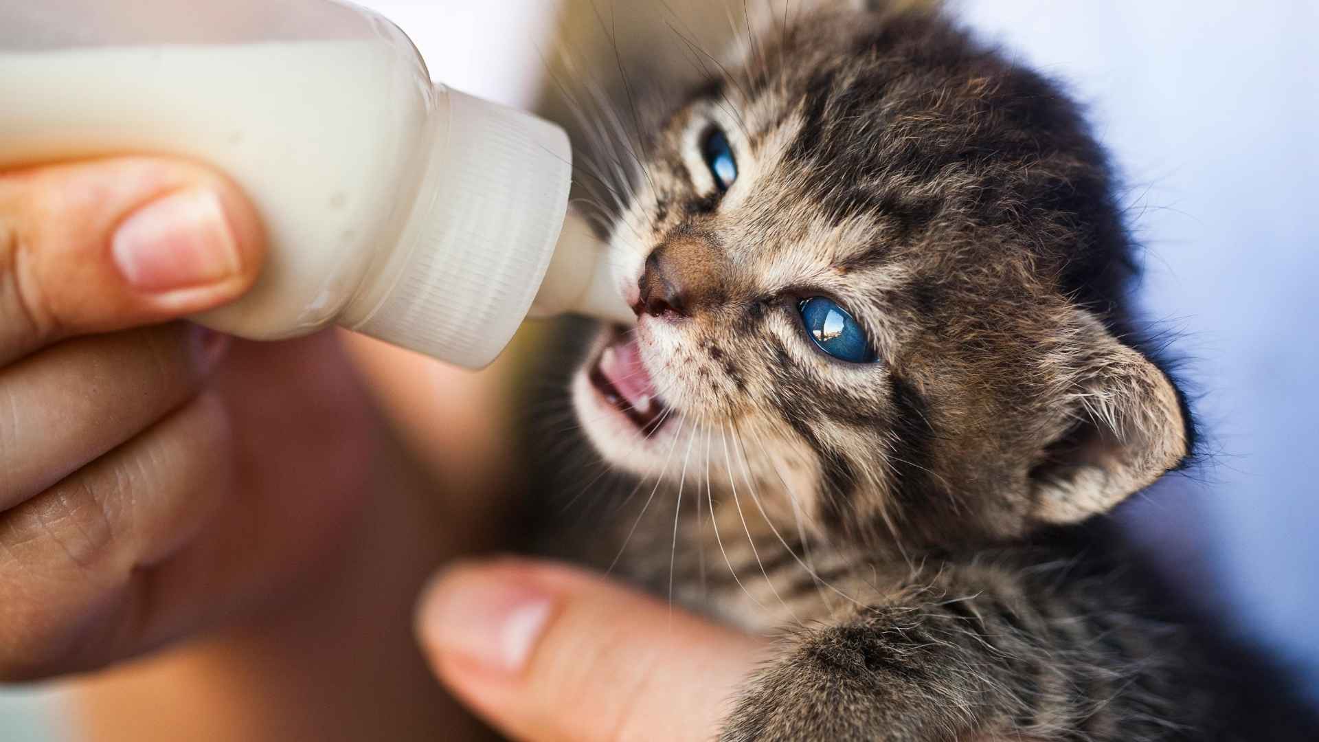 gatito bebé tomando biberón